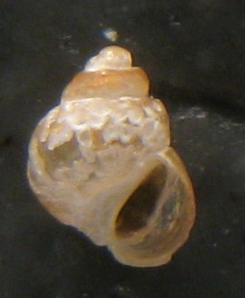 Tarifa 6